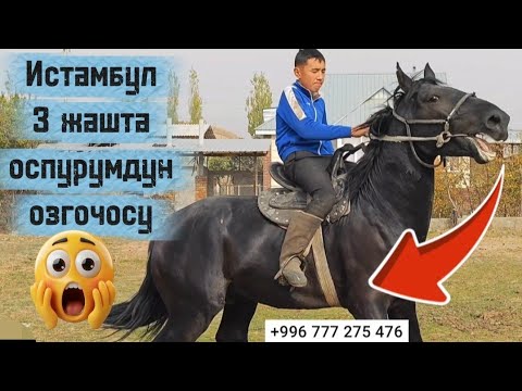 Видео: Истамбул 3 жашта оспурумдун озгочосу