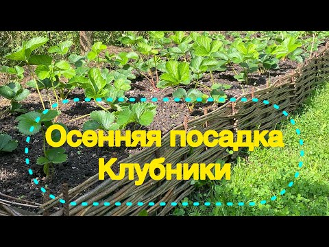 Видео: ПОСАДКА КЛУБНИКИ ОСЕНЬЮ.Супер способ!!!