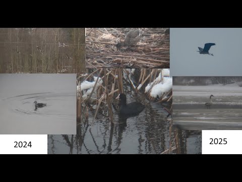 Видео: Необычные зимующие птицы Твери.  2024-2025