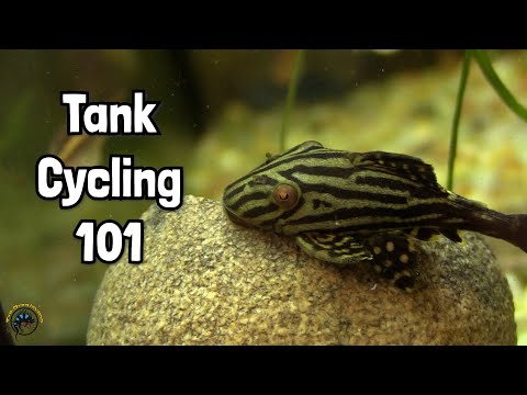 Видео: Как поддерживать круговорот воды в аквариуме и объясняем азотный цикл! 🐠