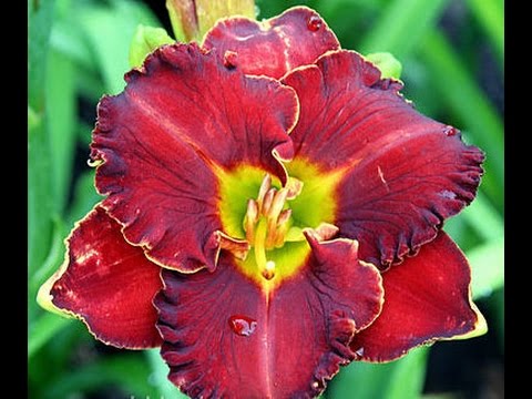 Видео: Цветы Лилейники цветут в моём саду. Зачем нужна подписка на канал?