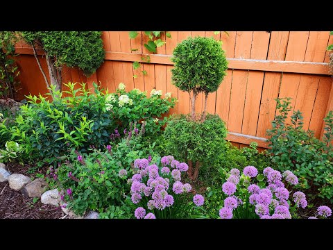 Видео: Как создать топиарии из туи 🌲😃 🌳 // Пригородный оазис