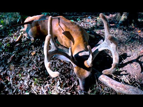 Видео: Заколоть белохвостого оленя в бархате