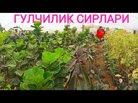 Видео: #Гул кучатлари етиштириш +998994875181 #Gulchilik haqida malumotlar Qora shaxzoda guli #SOTILADI