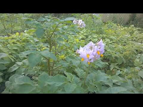 Видео: Дивенская 25 27 2019