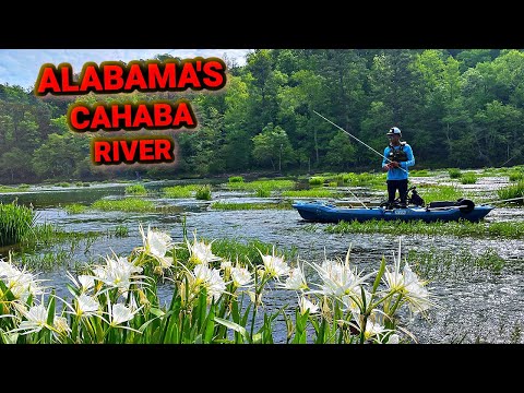 Видео: Рыбалка на живописной реке Алабамы (с рыбой!!)