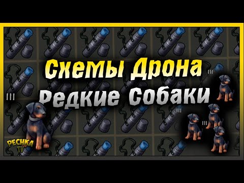Видео: Схема модуля дрона и Редкие породы собак | Last Day on Earth: Survival