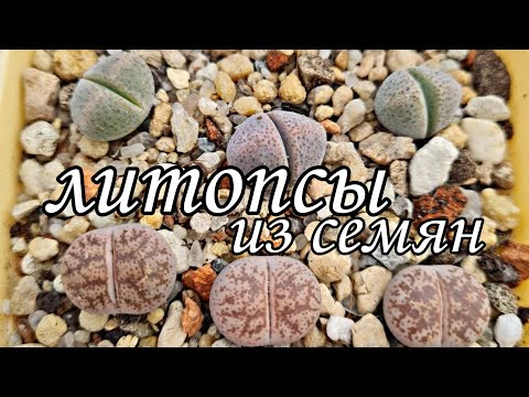 Видео: Литопсы (Lithops) - живые камни из семян.