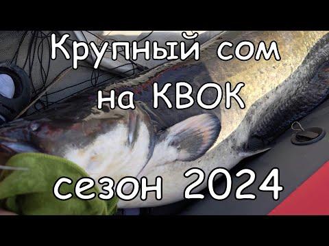 Видео: Крупный сом на КВОК сезона 2024