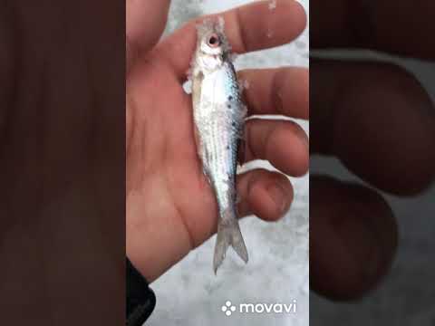 Видео: Зимняя рыбалка на ельца-р.Ермака-приток р.Чадобец