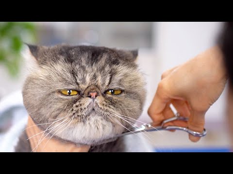 Видео: Есть ли в мире еще такие нежные кошки?😻🛁✂️❤️