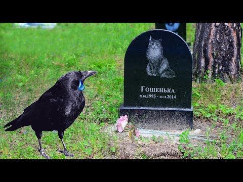 Видео: Ворон пришёл на похороны к лучшему другу, но то что произошло дальше...