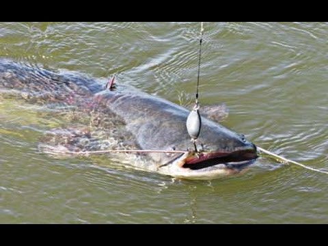 Видео: Рыбалка на большого сома в Казахстане