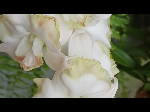 Видео: Новые роспуски #dendrobium  😍🌺🌸🌺