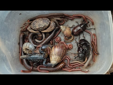 Видео: Поймать удивительную группу экзотических животных: чёрного скорпиона, чёрных жуков, улиток, крабо...