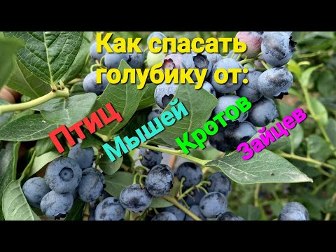 Видео: Как ЗАЩИТИТЬ голубику от ПТИЦ, КРОТОВ, ЗАЙЦЕВ, муравьёв, мышей, хрущей...