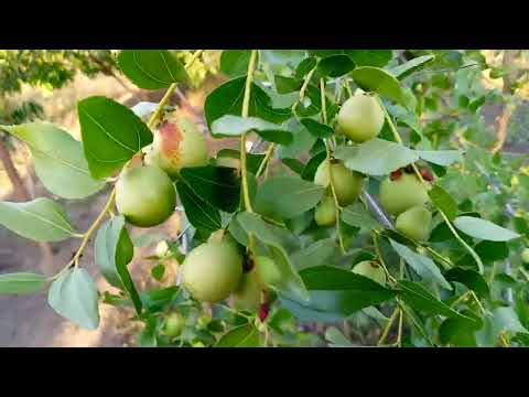 Видео: Зизифус   результат  2025  года