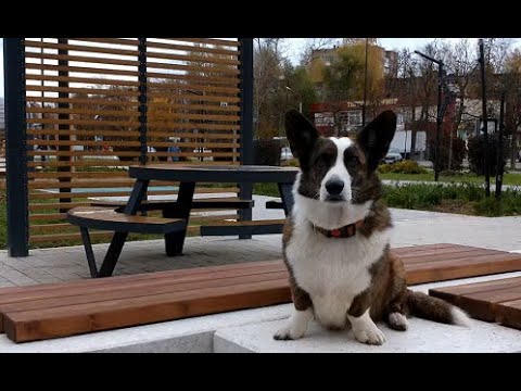 Видео: С корги Гглашей на даче 12 октября 2025 года