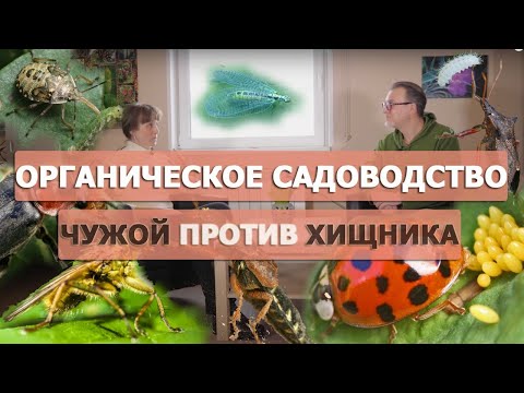 Видео: Насекомые в саду: хороший, плохой, злой.