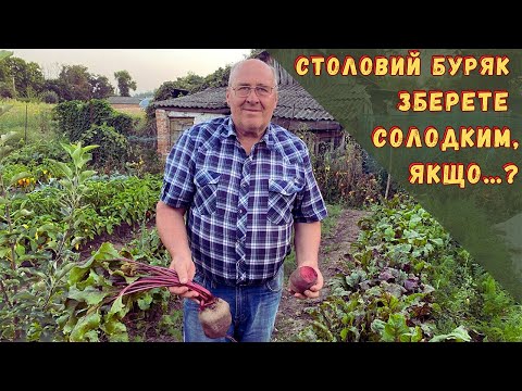 Видео: Столовий буряк зберете солодким, якщо…?