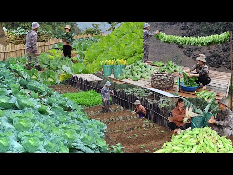 Видео: Жизнь пары в горах без электросети | Сезон сбора урожая 2025 года и процесс сбора урожая в ....