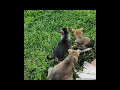 Видео: Срочно ищем  себе новых хозяев