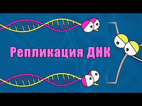 Видео: РЕПЛИКАЦИЯ ДНК за 5 минут !