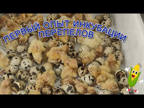 Видео: Первый опыт инкубации перепелов 🐣 и подготовка к выведению бройлеров 🐥#ИнкубацияПерепелов #Инкубация