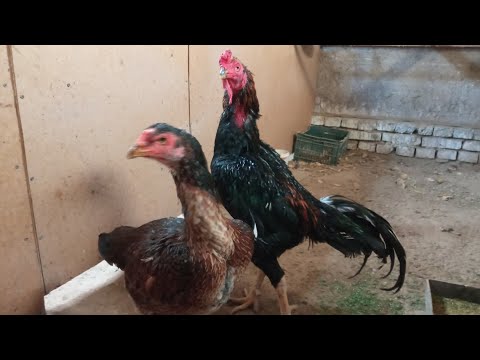 Видео: ОЙОК ШОЛЛИГИ прямой эфир