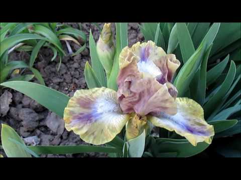 Видео: Карликовые ирисы