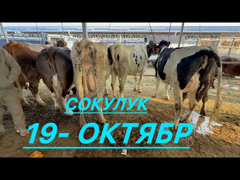 Видео: Уй базар сокулук мал базары 19- октябр