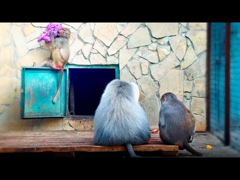 Видео: Театр одной ЛЮСИ! Драмма в эфире, Елисей и Лида в партере! Как тяжело красивым гамадрилам! Тайган