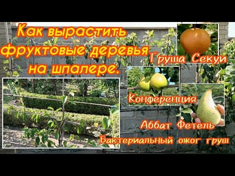 Видео: Как формировать фруктовые деревья на шпалере.Груша Секуи.Конференция.Аббат Фетель.Бактериальный ожог