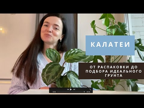 Видео: Калатеи: от распаковки до подбора идеального грунта