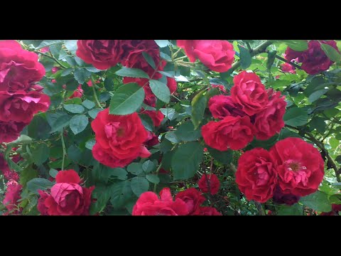 Видео: Плетистые розы.  Размножение и уход