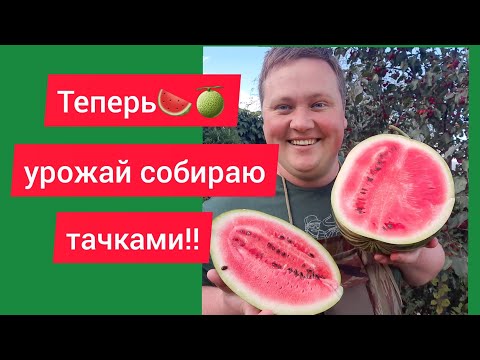 Видео: Выбрал эти сорта и не прогадал! Сладкие как МЁД!!!!🤪☘🍈🍉