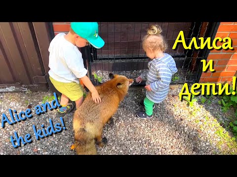 Видео: Алиса лиса. Лиса играет с детьми (Fox is playing with the children).