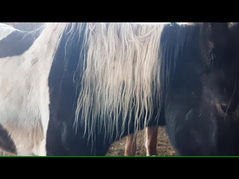 Видео: Еду на скотный рынок (Мал базар) в Балпык би