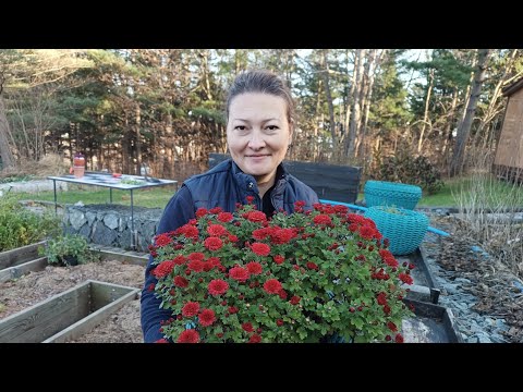 Видео: ОСЕНЬ В ОГОРОДЕ | ЗАЧЕМ МУЛЬЧА ПОД КУСТАМИ | УДАЧНЫЕ СОРТА ФАСОЛИ  | ОТВЕЧАЮ НА ВАШИ ВОПРОСЫ