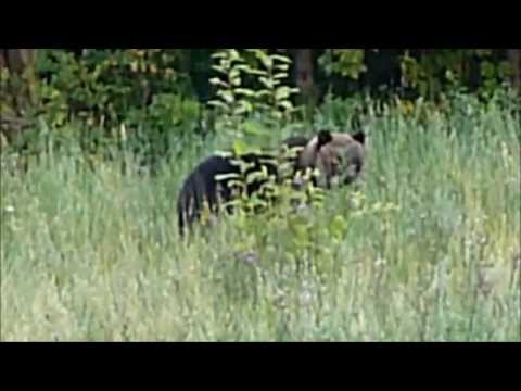 Видео: Охота на медведя!