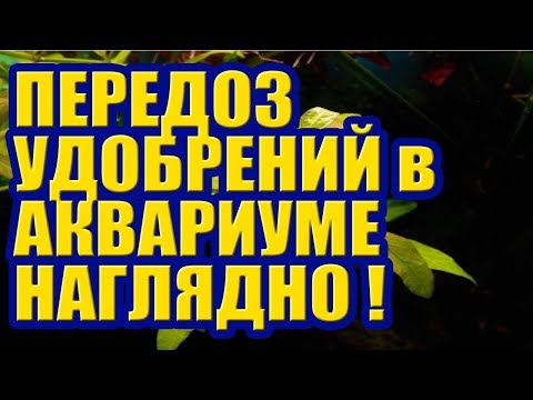 Видео: Передозировка Наглядно! Удобрений в Аквариуме и Растения. Перекосы в Аквариуме