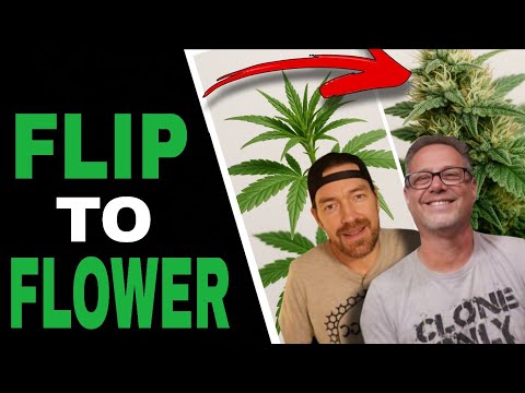 Видео: Профессиональные производители каннабиса делают ЭТИ 3 вещи перед тем, как перевести растение в ре...