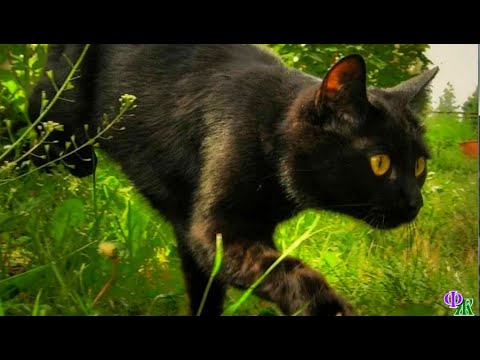 Видео: Сатана 7  Как кот Сатана за хозяйством присматривал