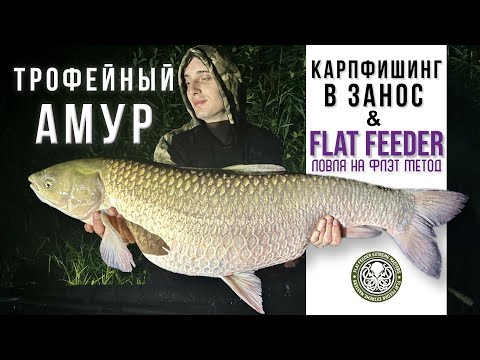 Видео: Рекордный амур на орех - Карпфишинг и флэт фидер летом