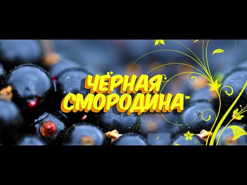 Видео: ♫♬ Черная смородина / Sevenrose / Новинка 2021