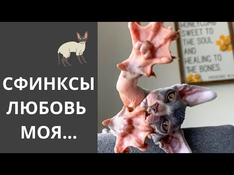Видео: Сфинксы Кошки. Какие они.  Коротко о породе.