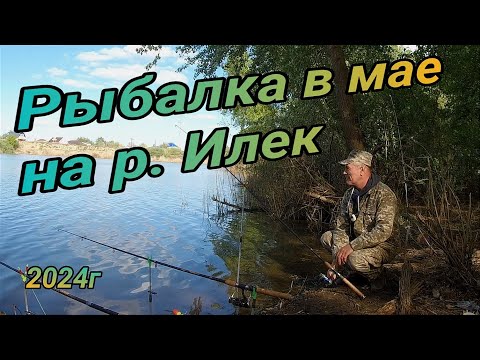 Видео: Рыбалка в мае на р Илек. Ловля на макуху и крышку, рыба есть и клюёт, но не та г. Актобе 2024г