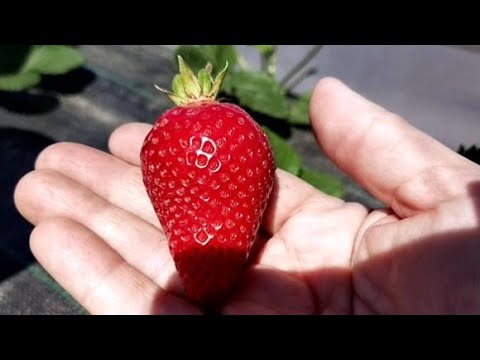 Видео: #уходзаклубникой #саженцыклубники  После заморозков дегустируем сорта Прими, Флер.