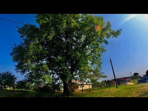 Видео: Арбористика | Спил по частям огромного, старого, гнилого дуба возле ЛЕП. Husgvarna t 540xp & 572xp