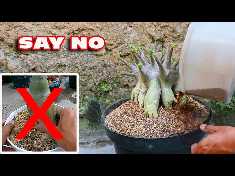 Видео: Преодоление мягких и морщинистых стеблей растений адениума после пересадки. Бонсай из розы пустыни